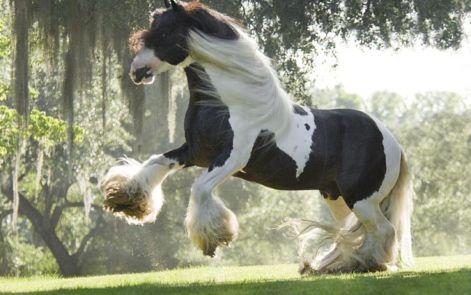 animals_wallpapers_domesticated_stallions.jpg