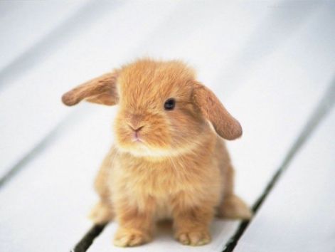 blissfully-cute-baby-animals-baby-bunny-5.jpg