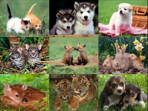 child-animal-wallpaper-1.jpg
