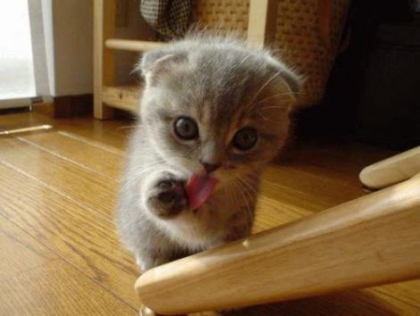 cute-animals-13.jpg